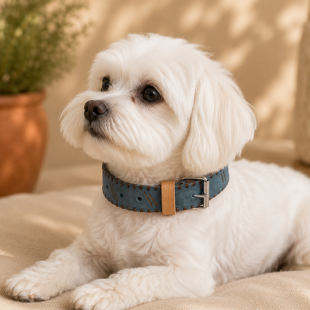 collar de perro Siroco
